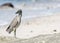 Immature Yellow-crowned Night-Heron (Nyctanassa violacea) on the
