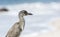 Immature Yellow-crowned Night-Heron (Nyctanassa violacea)