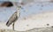 Immature Yellow-crowned Night-Heron (Nyctanassa violacea) on the