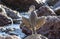 An Immature Yellow-Crowned Night-Heron Nyctanassa violacea on the Ocean Edge in Mexico