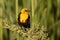 Immature Yellow-headed Blackbird