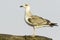 An immature of yellow-legged gull / Larus cachinnans