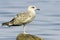 An immature of Yellow-legged Gull (Larus michahellis)