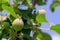 Immature young green apple fruits between leaves on the branch,