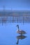 Immature young swan standing in water