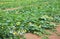 immense field of zucchini with organic cultivation technique