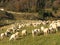 Immense flock of sheep lambs and goats grazing