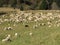 Immense flock of sheep lambs and goats grazing in the mountain