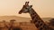 Immerse yourself in the captivating presence of a giraffe in the golden hour