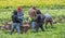 Immigrant farm workers working on farm.