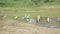 Immobile marabou storks stand in lake water at sandy bank