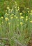 The immortal is sandy Helichrysum arenarium L. Moench. Flowering plants