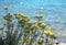 Immortelle also known as Everlasting, flowering plant with yellow papery flowers