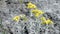 Immortelle closeup, alternative medicine, yellow medicinal plant, officinal herbs in sunny day, summer environment,