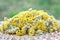 Immortelle or everlasting head of flowers on the plate with green background