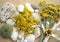 Immortelle or everlasting yellow flowers and bouquet with sea stuff, pebbles and seashells