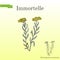 Immortelle Helichrysum arenarium