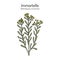 Immortelle Helichrysum arenarium, or dwarf everlast , medicinal plant