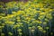 Immortelle yellow flowers closeup. Helichrysum arenarium or dwarf everlast flower