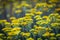Immortelle yellow flowers closeup. Helichrysum arenarium or dwarf everlast flower