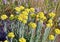 Immortelle, yellow medicinal plant closeup, officinal herbs, alternative medicine, summer environment,