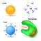 Immune system cells and antibodies
