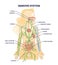 Immune system medical organs for human body protection outline diagram