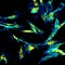 Immunofluorescence confocal imaging of fibroblasts