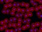 Immunofluorescence of stem cells labeld with fluorescent monoclonal antibodies