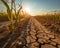 an impact on agriculture from the dry spell in a cornfield.