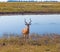 Impala (Aepyceros melampus)