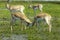 Impala (Aepyceros melampus)