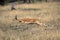 Impala, aepyceros melampus, Female running, Masai Mara Park in Kenya