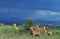 Impala, aepyceros melampus, Group of Males, Masai Mara Park in Kenya
