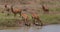 Impala, aepyceros melampus, Group standing at Waherhole, Hartebeest, alcelaphus buselaphus, Nairobi Park in Kenya, Real Time