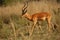 A impala Aepyceros melampus huge male walking in high dry grass.