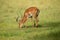 Impala Aepyceros melampus Maasai Mara,