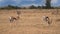 Impala Aepyceros melampus Maasai Mara