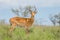 Impala Aepyceros melampus Maasai Mara
