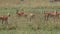 Impala, aepyceros melampus, Male with its Females standing in Long Grass, Nakuru Park in Kenya,