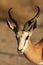 A impala Aepyceros melampus male portrait calmly staying dry savannah