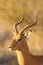 The impala Aepyceros melampus male portrait in the evening light.Portrait of a male antelope with beautiful horns on a golden