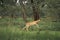 Impala, aepyceros melampus, Male running, Masai Mara Park in Kenya