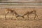 Impala, aepyceros melampus, Males fighting, Masai Mara park in Kenya