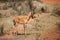 The impala Aepyceros melampus marking male in a savannah. Large male antelope with typical territory marking in dry bush