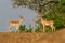 Impala - Aepyceros melampus medium-sized antelope found in eastern and southern Africa. The sole member of the genus Aepyceros,