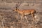 Impala - Aepyceros melampus medium-sized antelope found in eastern and southern Africa. The sole member of the genus Aepyceros,