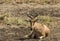 Impala  Aepyceros melampus , sitting down and facing camera