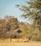 Impala Africa