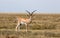 Impala - African antelope